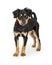 Black and Tan Mixed Large Breed Puppy Standing