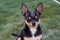 A black and tan purebred Chihuahua dog puppy standing in grass outdoors and staring focus on dog`s face