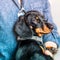 A black and tan short haired miniature Dachshund puppy being held by a man i