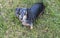 Black and Tan Silver dapple dachshund