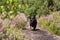 Black and tan smooth-haired miniature Dachshund walking amongst purple heather