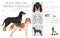 Black and tan Virginia Foxhound clipart. Different coat colors and poses set