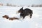 Black and tan young doberman and dachshund playing with a toy in deep snow in a field