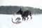 Black and tan young doberman and dachshund playing with a toy in deep snow in a field