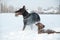 Black and tan young doberman and dachshund playing with a toy in deep snow in a field