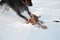 Black and tan young doberman and dachshund playing with a toy in deep snow in a field