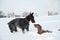 Black and tan young doberman and dachshund playing with a toy in deep snow in a field