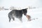 Black and tan young doberman and dachshund playing with a toy in deep snow in a field