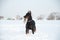 Black and tan young doberman playing with a toy in deep snow in a field