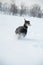 Black and tan young doberman playing with a toy in deep snow in a field