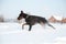 Black and tan young doberman playing with a toy in deep snow in a field