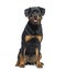 Black and tan Young Rottweiler panting, isolated