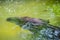 Black tapir diving in a water pond.