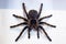 The black tarantula Grammostola pulchra spider sits on white cloth