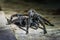 Black tarantula in the peruvian Amazon jungle at Madre de Dios P