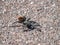 Black Tarantula. Spiders Utah, Grand Canyon.