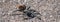 Black Tarantula. Spiders Utah, Grand Canyon.