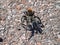 Black Tarantula. Spiders Utah, Grand Canyon.