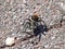 Black Tarantula. Spiders Utah, Grand Canyon.