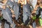 Black Taro Colocasia esculenta