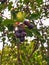 Black tasty Saskatoon berry grows on tall bushes