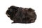 Black and tawny guinea pig male Abyssinian breed of rare color sits in profile