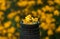 Black telephoto lens on the background of bright yellow flowers, lens and flowers,