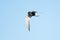 Black Tern