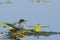 Black tern (chlidonias niger)
