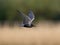 Black tern (Chlidonias niger)