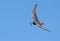 Black tern Chlidonias niger flying in blue sky with small fish catch in beak for young nestlings