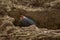 Black tern from Ecuador. Black Tern, Larosterna inca, bird on tree branch. Portrait of Inca Tern from Peruvian coast. Bird in