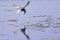 Black tern foraging and catching a dragonfly in the air.