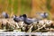 Black tern sitting on water vegetation