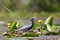 Black tern sitting on water vegetation of lake.