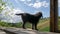 black terrier dog in the country cabin in the hills