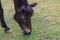 The black Thai horse grazes the grass in the farm