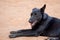 Black Thai stray dog lay down on the soil ground