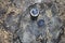 Black thermos bottle and a cup of tea standing on a stump surrounded by fallen pine tree needles, top view. Picnic in autumn park