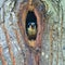 Black-thighed falconet