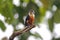 Black-thighed Falconet Microhierax fringillarius Beautiful Birds of Thailand