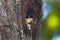 Black-thighed Falconet Microhierax fringillarius Birds in tree hollow