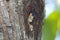 Black-thighed Falconet Microhierax fringillarius Cute Birds of Thailand