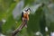 Black-thighed Falconet Microhierax fringillarius Cute Birds of Thailand