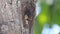 Black-thighed falconet microhierax fringillarius cute birds in tree hollow