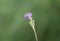 Black thistle, cirsium vulgare,