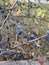 Black thorn bush with fruit hit by frost in late autumn