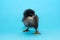Black, thoroughbred, cute, fluffy chicken was only born and stands on widely spaced paws on a blue background, so as not to fall