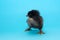 black, thoroughbred, cute, fluffy chicken was only born and stands on widely spaced paws on a blue background, so as not to fall