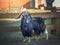 Black thoroughbred goat posing in the pen